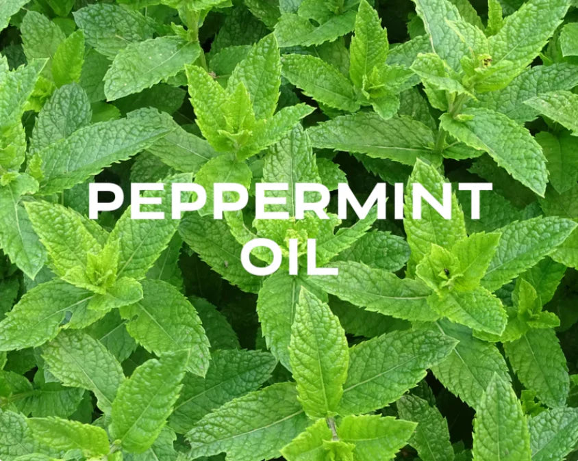 Cooling effect + natural antibacterial properties + menthol for fuller lips